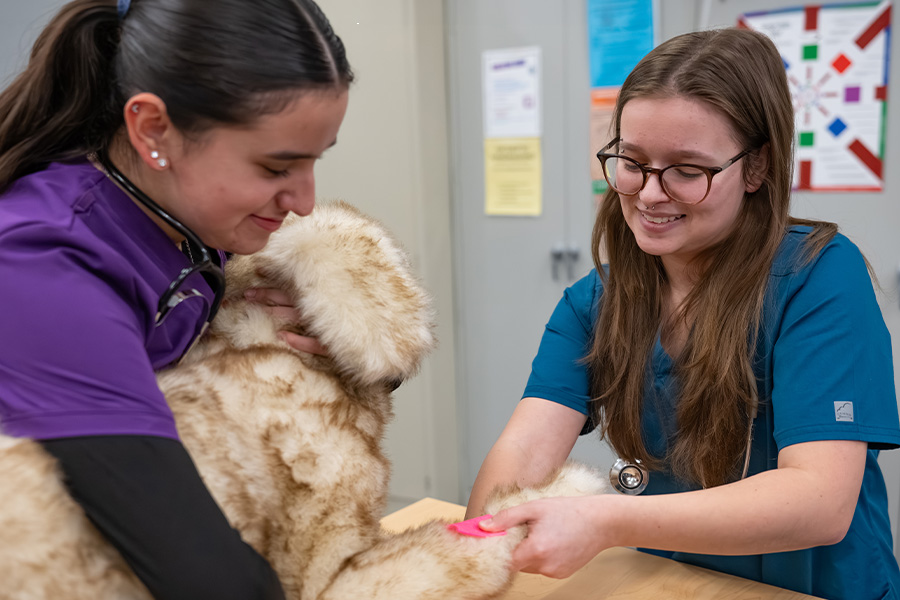 Two veterinary assistant students in scrubs examine a large Objective Structured Clinical Examination (OSCE) dog's paw/